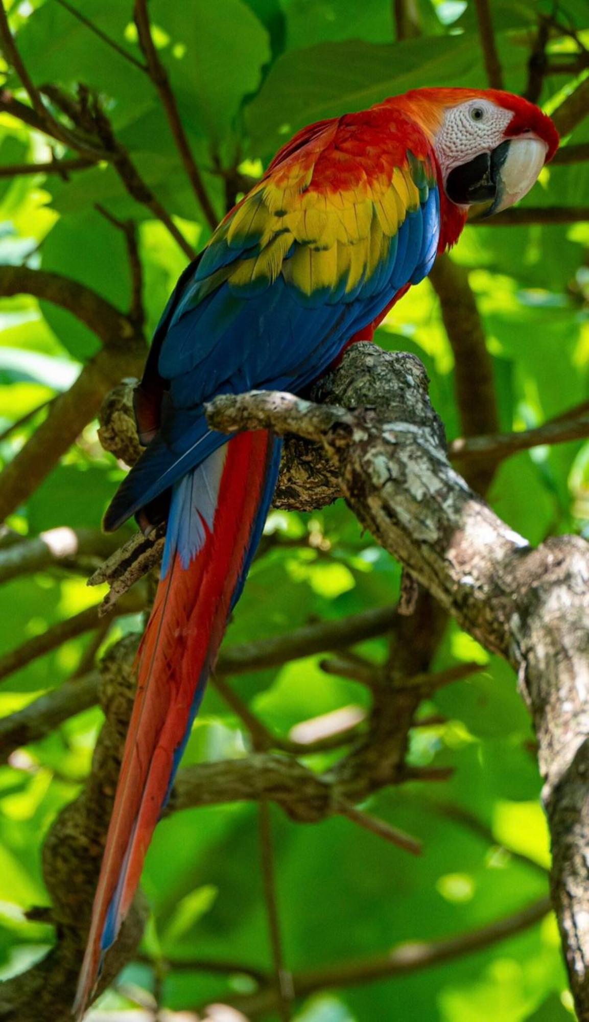 Maze Lodge Puerto Jimenez